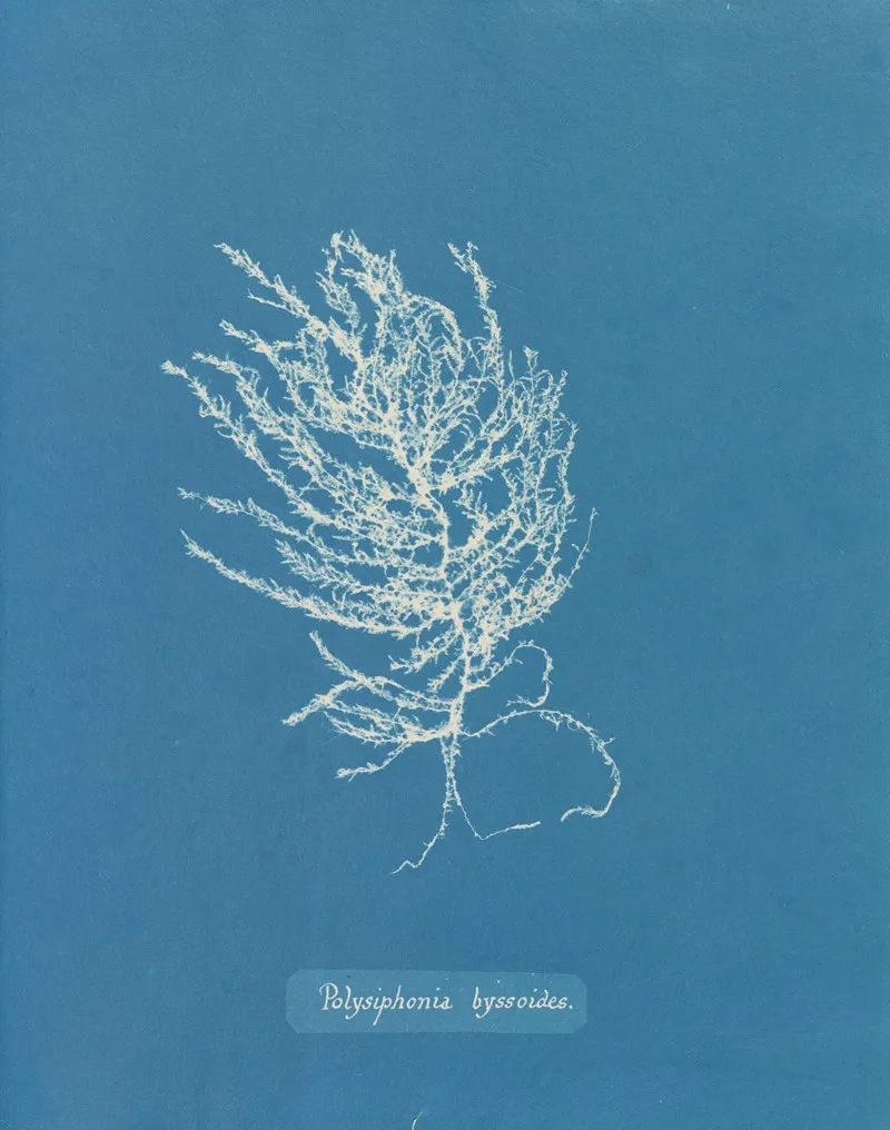 Polysiphonia Byssoides 2 Wall Art by Anna Atkins - High-Resolution Digital Print