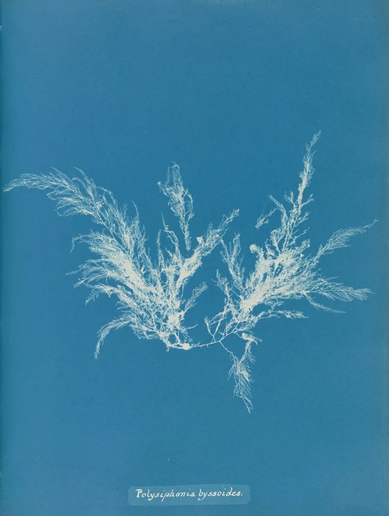 Polysiphonia Byssoides Wall Art by Anna Atkins - High-Resolution Digital Print