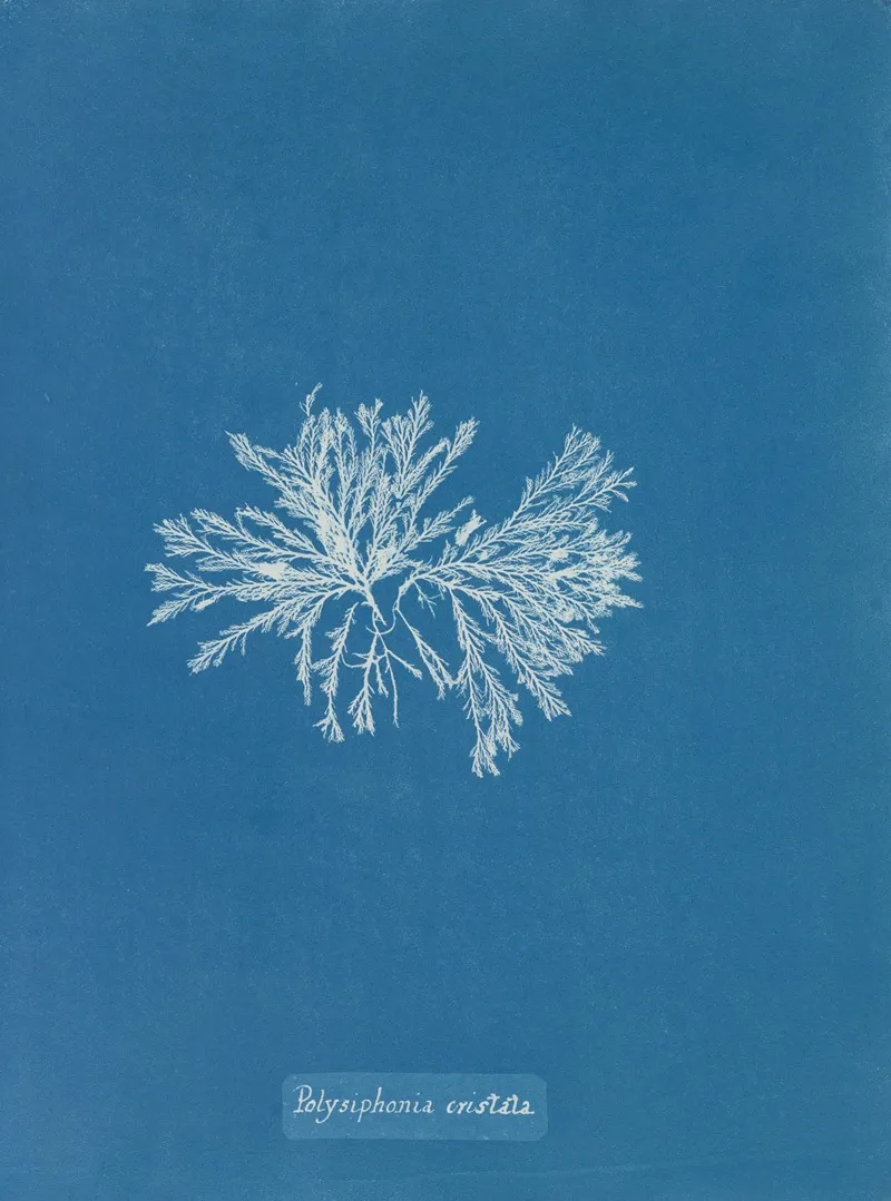 Polysiphonia Cristata Wall Art by Anna Atkins - High-Resolution Digital Print