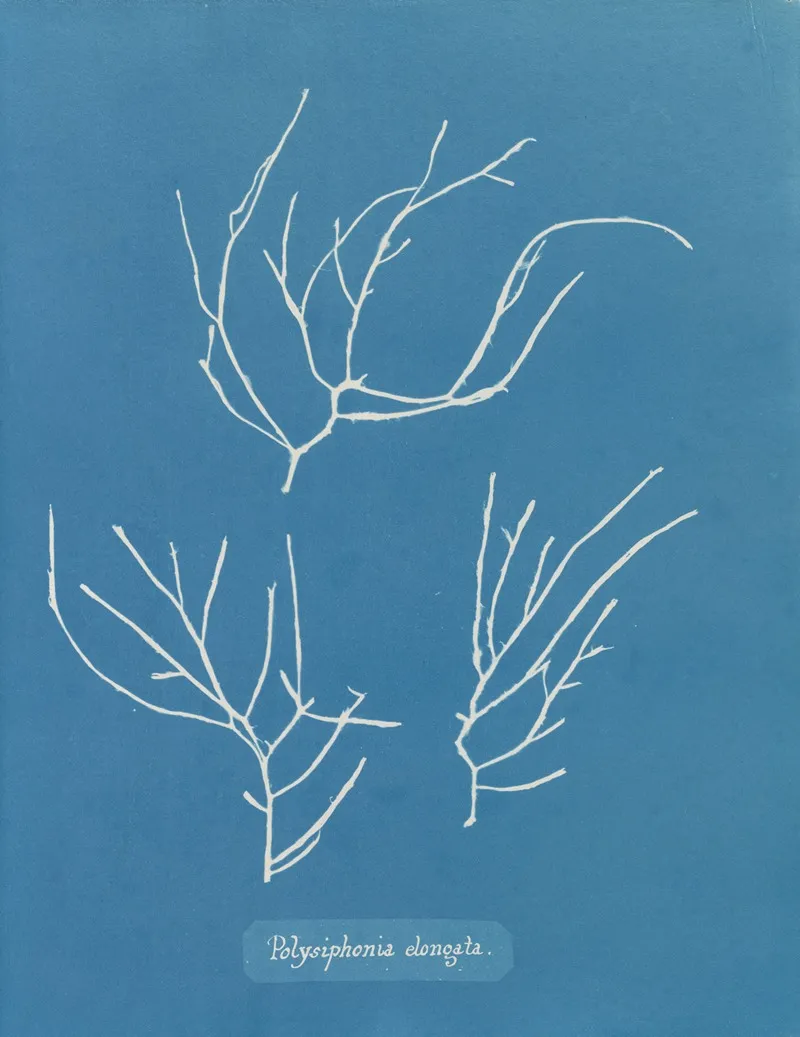 Polysiphonia Elongata Wall Art by Anna Atkins - High-Resolution Digital Print