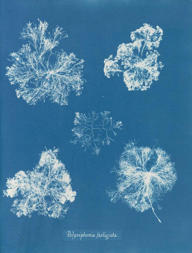 Polysiphonia Fastigiata Wall Art by Anna Atkins - High-Resolution Digital Print