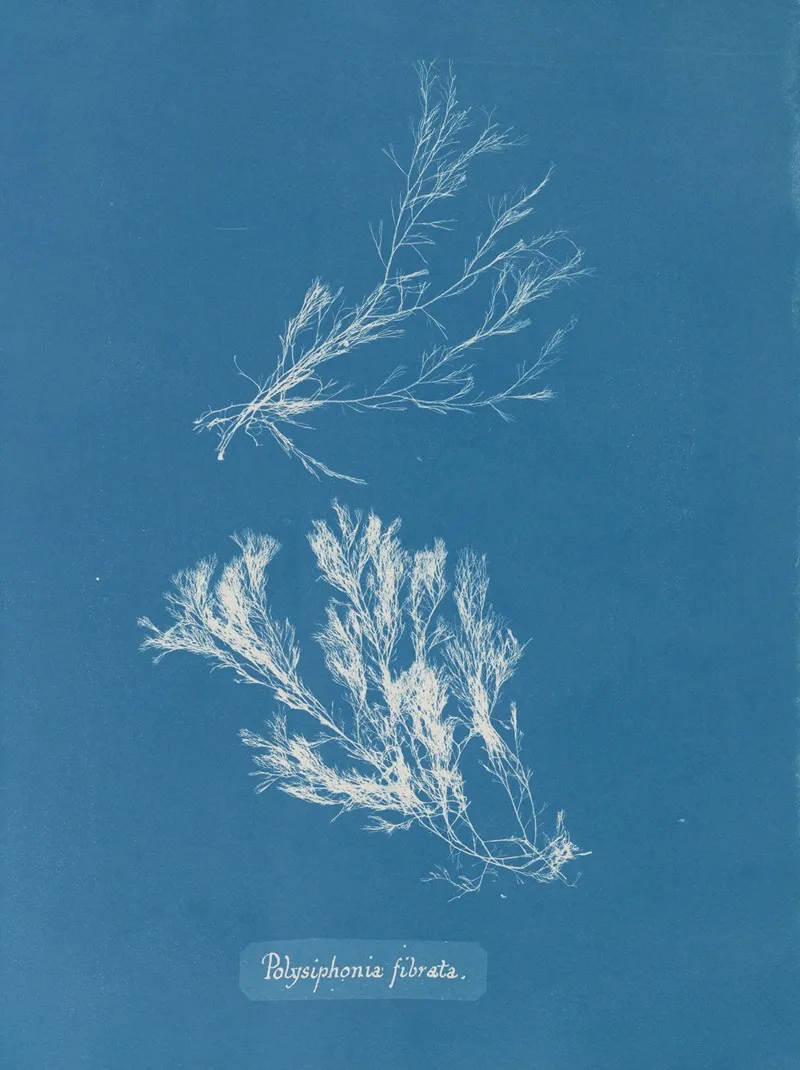 Polysiphonia Fibrata 2 Wall Art by Anna Atkins - High-Resolution Digital Print