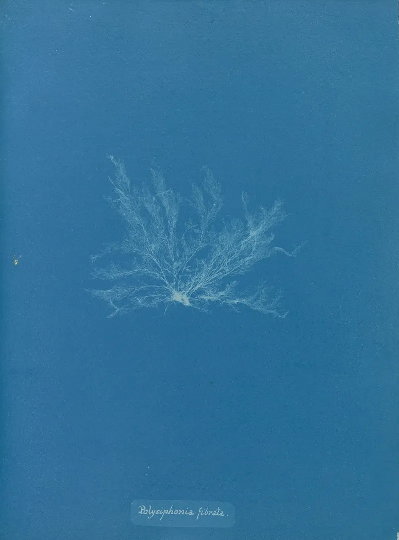 Polysiphonia Fibrata Wall Art by Anna Atkins - High-Resolution Digital Print