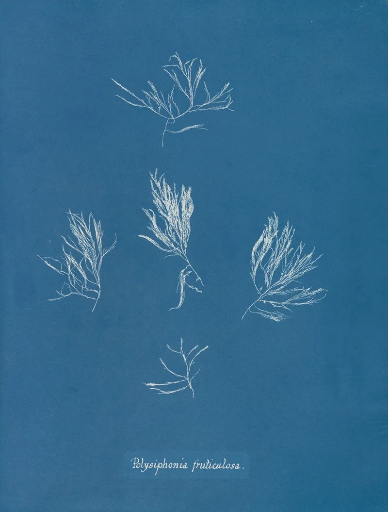 Polysiphonia Fruticulosa Wall Art by Anna Atkins - High-Resolution Digital Print