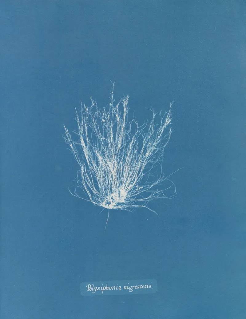 Polysiphonia Nigrescens Wall Art by Anna Atkins - High-Resolution Digital Print
