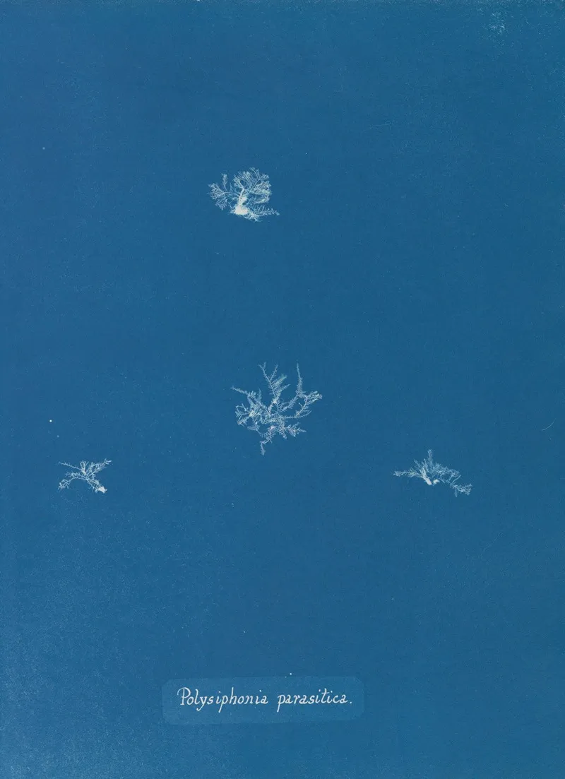 Polysiphonia Parasitica Wall Art by Anna Atkins - High-Resolution Digital Print