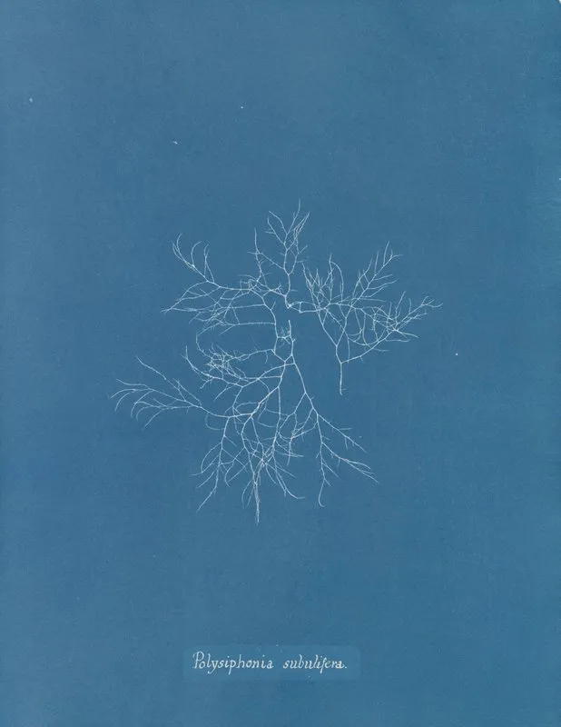 Polysiphonia Subulifera Wall Art by Anna Atkins - High-Resolution Digital Print