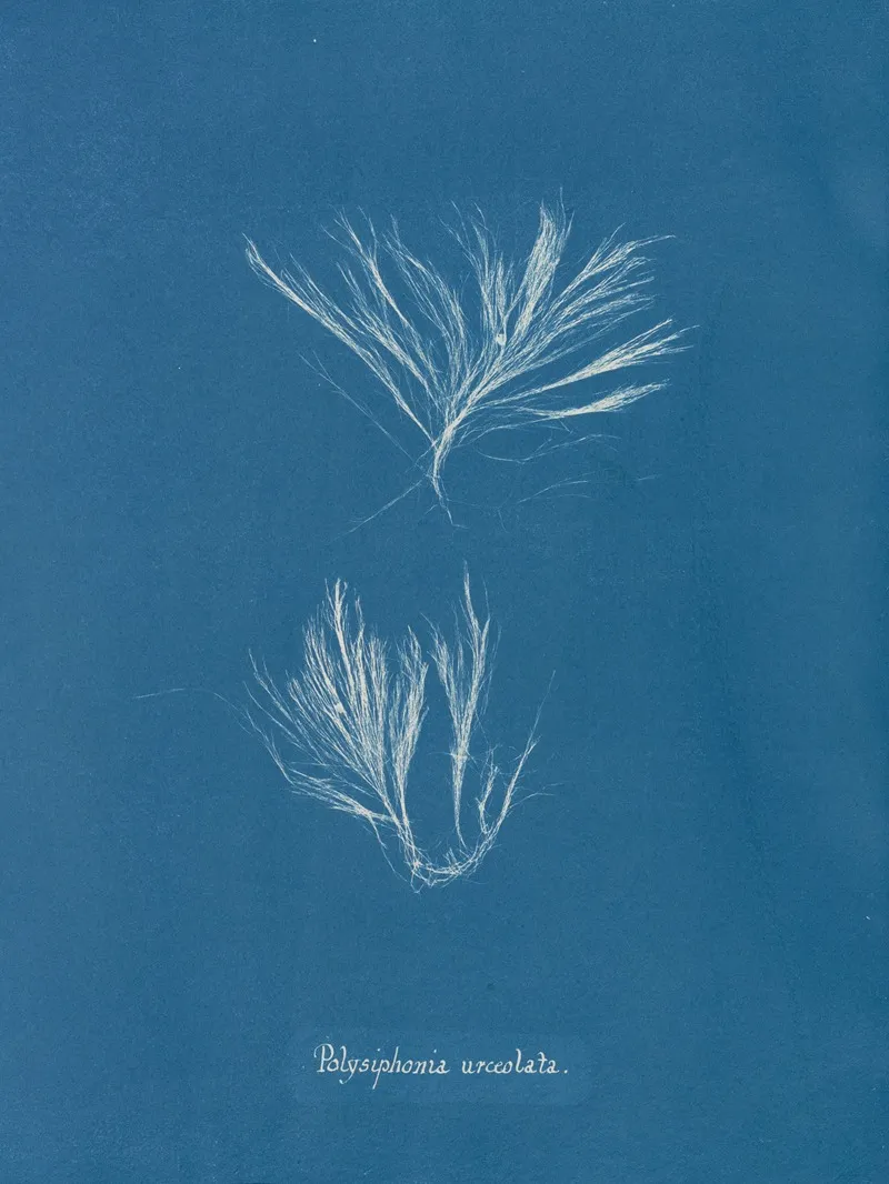 Polysiphonia Urceolata Wall Art by Anna Atkins - High-Resolution Digital Print