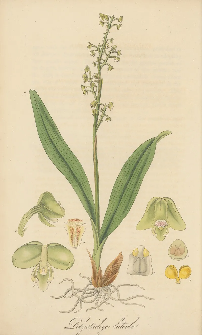 Polystachia Luteola Wall Art by William Jackson Hooker - High-Resolution Digital Print