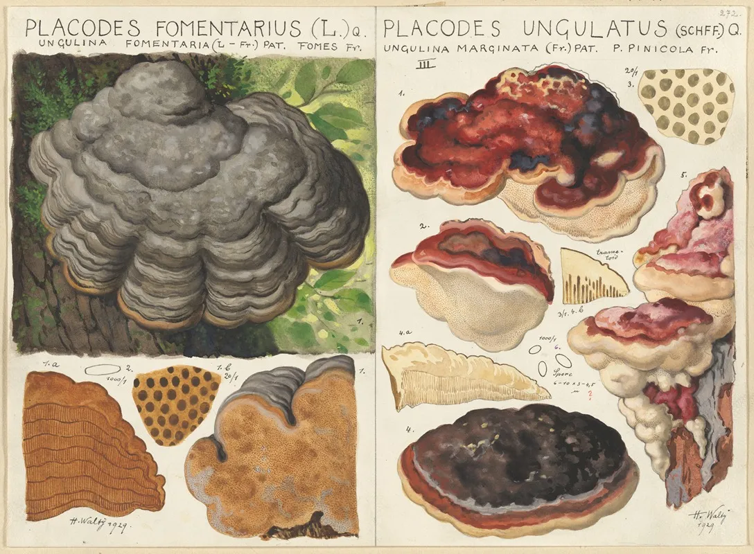 Polystictus Fomentarius Placodes Ungulatus Wall Art by Hans Walty - High-Resolution Digital Print