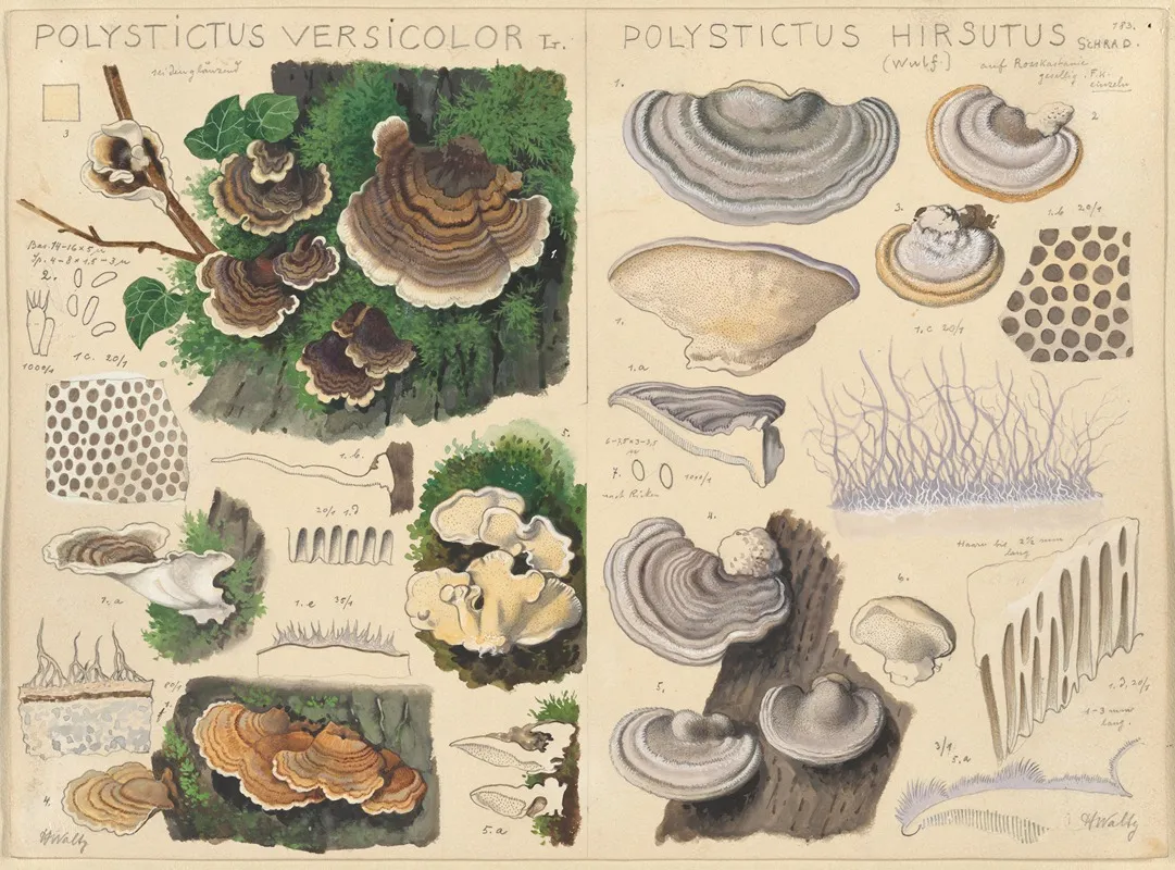Polystictus Versicolor Polystictus Hirsutus Wall Art by Hans Walty - High-Resolution Digital Print