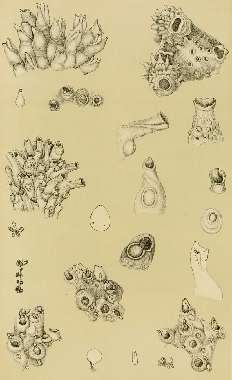 Polyzoa I Wall Art by Frederick McCoy - High-Resolution Digital Print