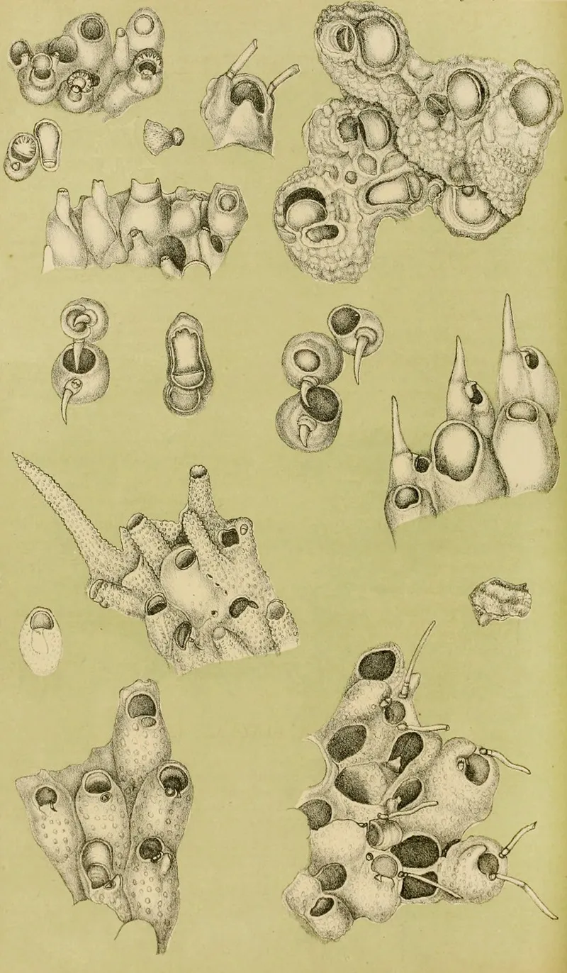 Polyzoa Iv Wall Art by Frederick McCoy - High-Resolution Digital Print