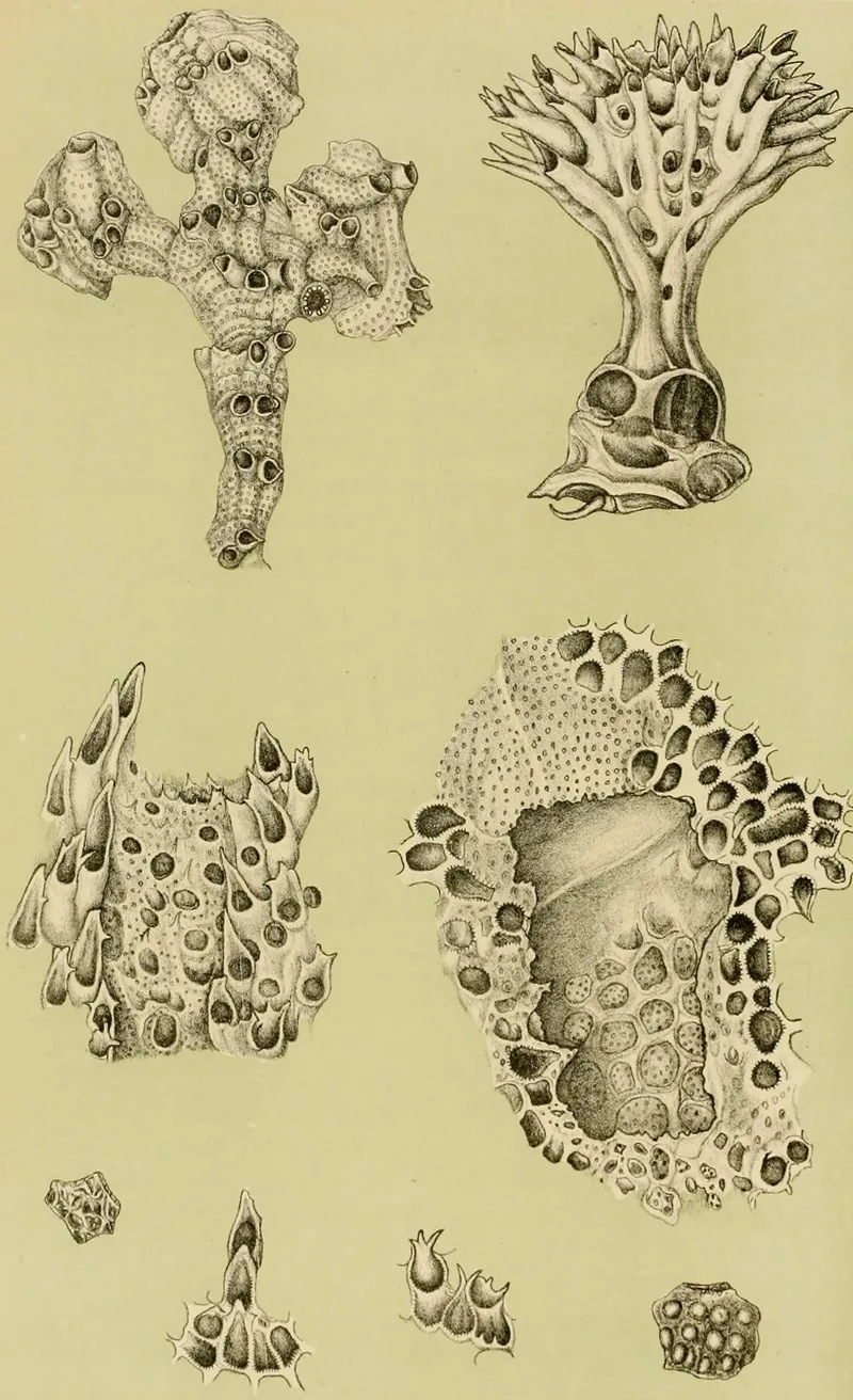 Polyzoa Ix Wall Art by Frederick McCoy - High-Resolution Digital Print