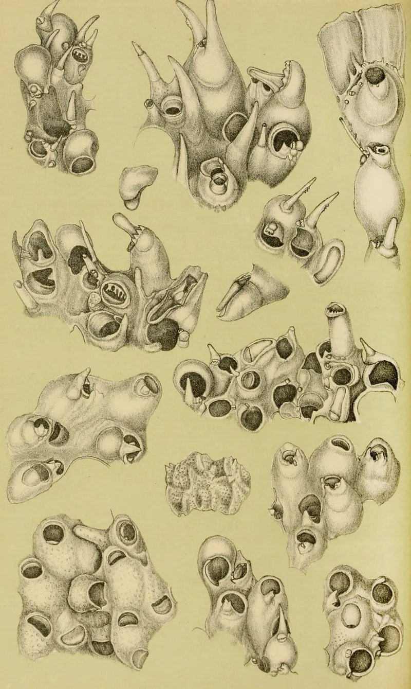 Polyzoa V Wall Art by Frederick McCoy - High-Resolution Digital Print