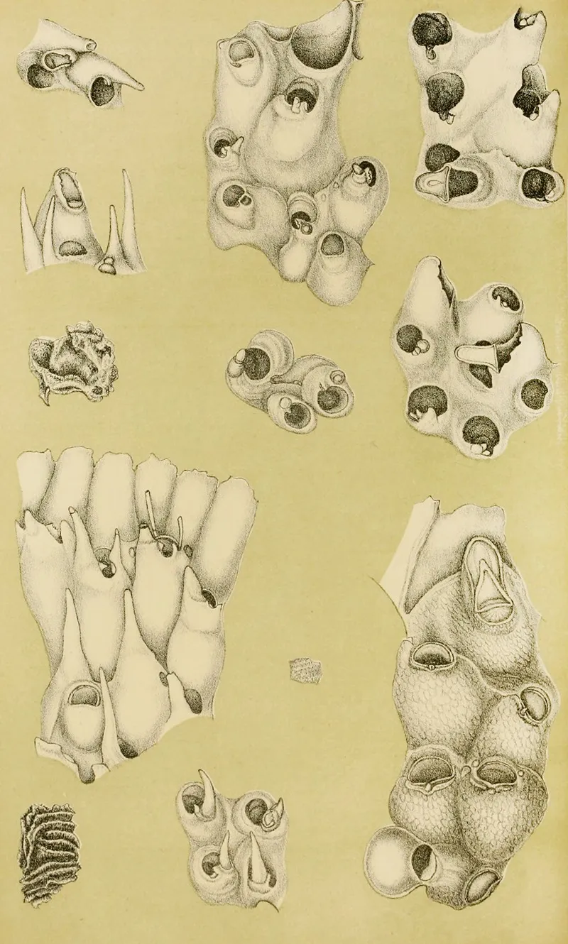Polyzoa Vi Wall Art by Frederick McCoy - High-Resolution Digital Print