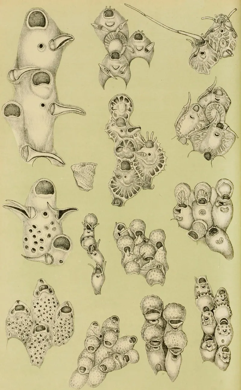 Polyzoa Viii Wall Art by Frederick McCoy - High-Resolution Digital Print