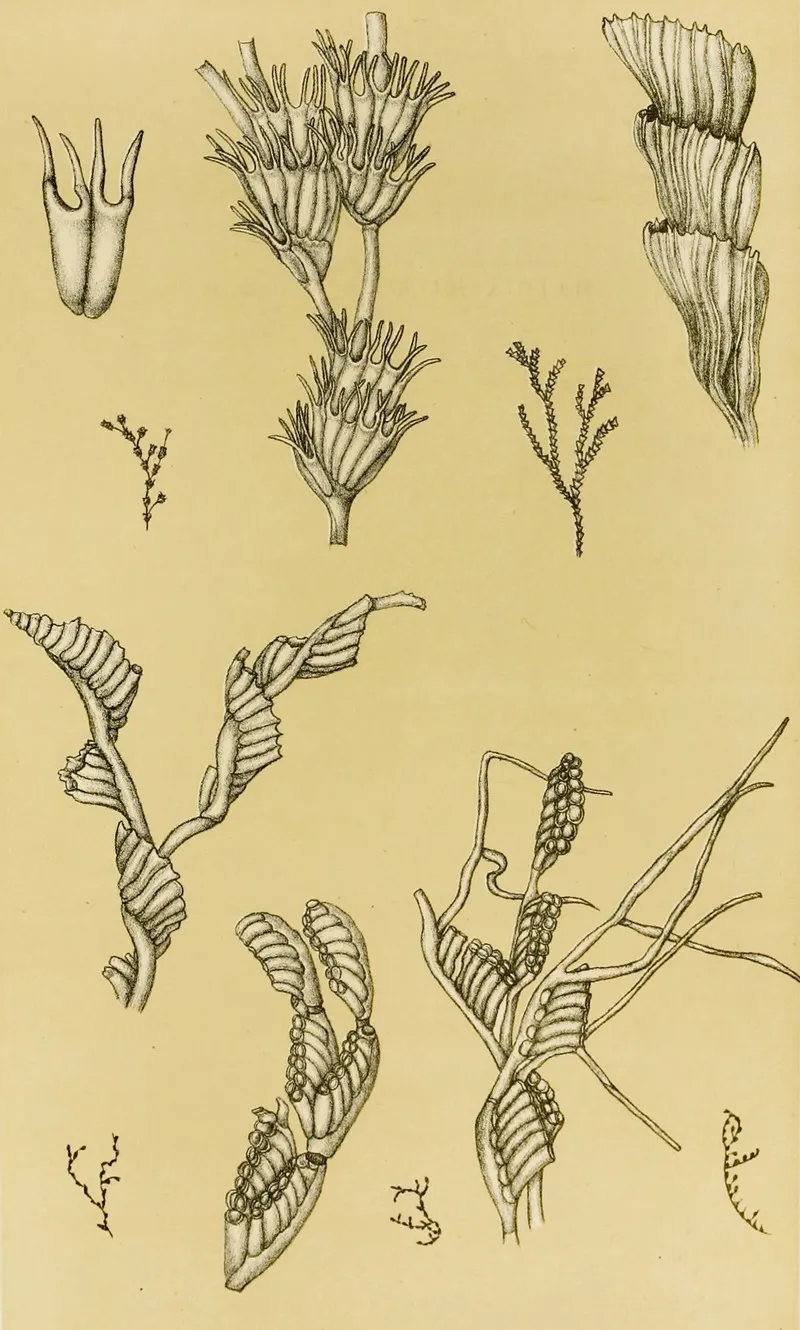 Polyzoa Xii Wall Art by Frederick McCoy - High-Resolution Digital Print