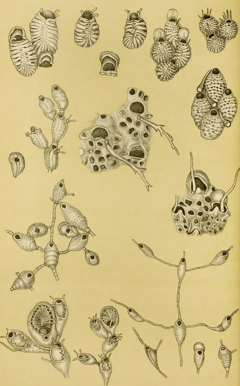 Polyzoa Xv Wall Art by Frederick McCoy - High-Resolution Digital Print