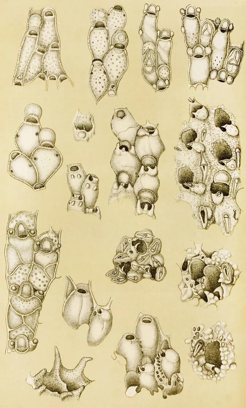Polyzoa Xvii Wall Art by Frederick McCoy - High-Resolution Digital Print