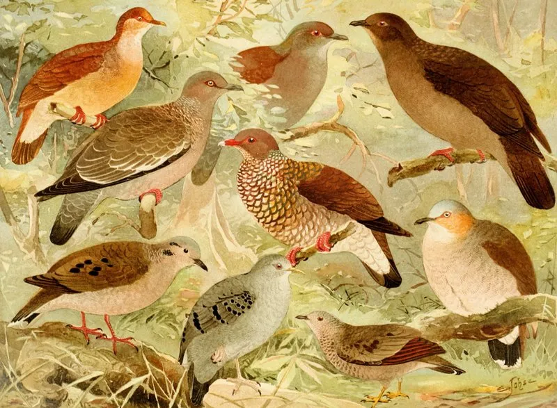 Pombas Wall Art by Emil August Göldi - High-Resolution Digital Print