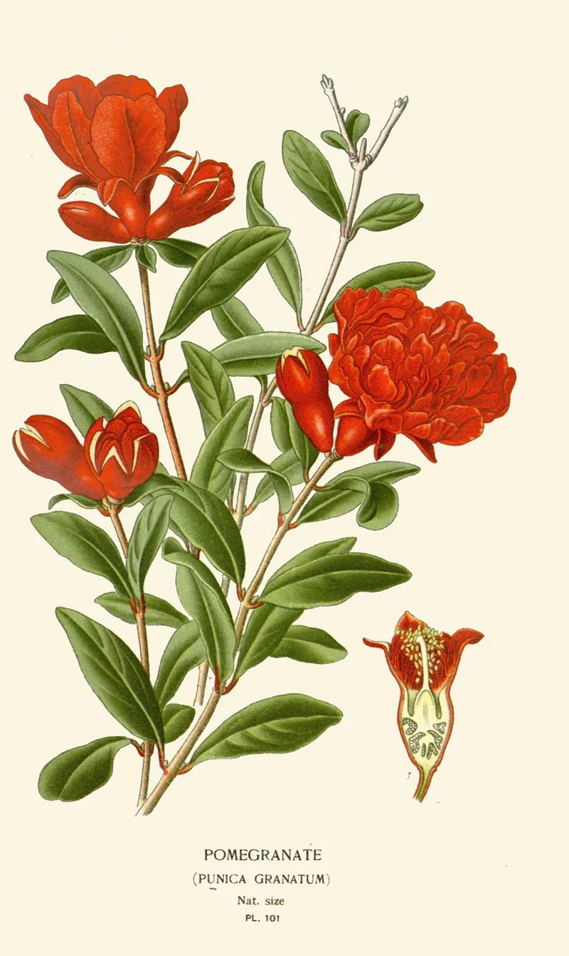 Pomegranate 2 Wall Art by Edward Step - High-Resolution Digital Print