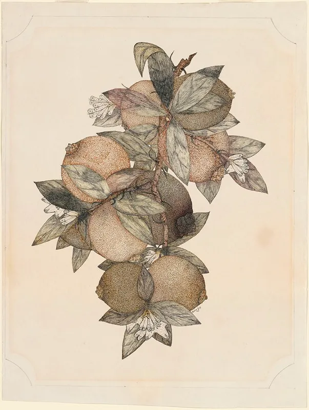 Pomegranate Fruit Wall Art by Rufus King - High-Resolution Digital Print