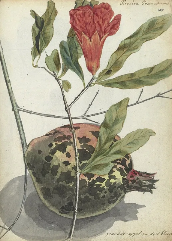 Pomegranate Wall Art by Jan Brandes - High-Resolution Digital Print