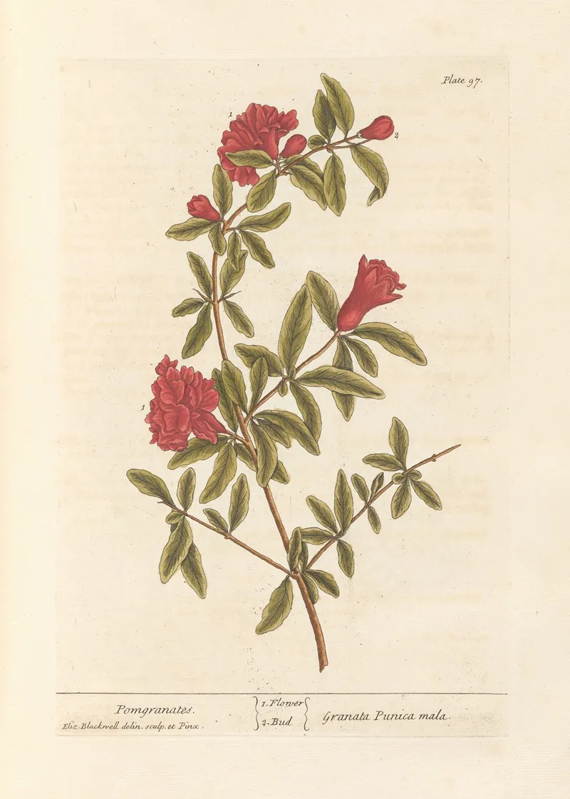 Pomgranates 2 Wall Art by Elizabeth Blackwell - High-Resolution Digital Print