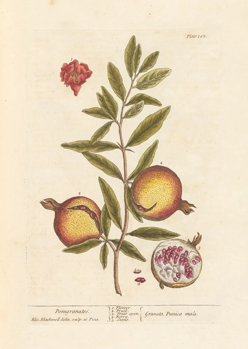Pomgranates Wall Art by Elizabeth Blackwell - High-Resolution Digital Print