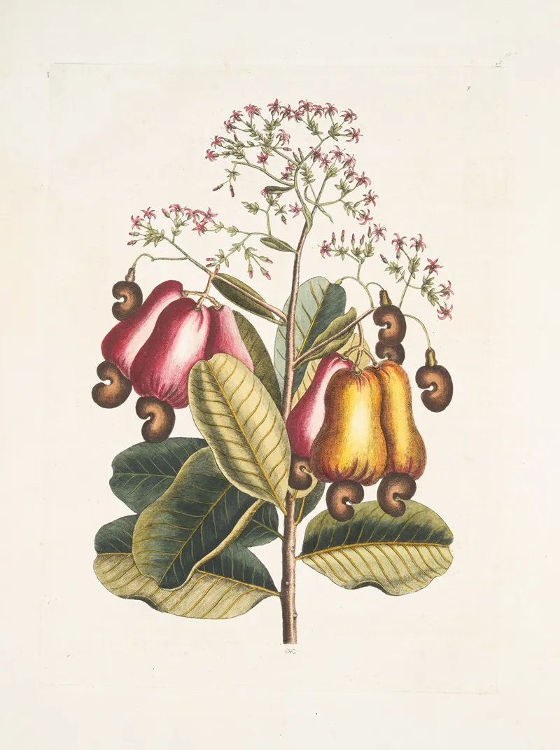 Pomifera C The Cushew Tree Wall Art by Mark Catesby - High-Resolution Digital Print