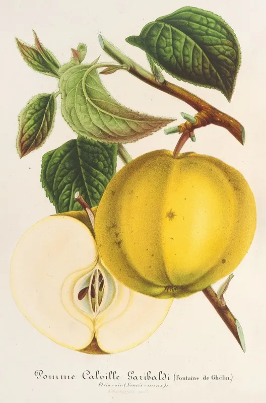 Pomme Calville Garibaldi Wall Art by Charles Antoine Lemaire - High-Resolution Digital Print