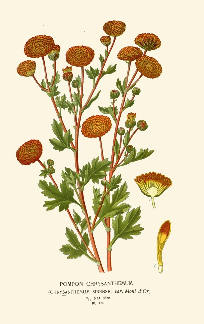Pompon Chrysanthemum 2 Wall Art by Edward Step - High-Resolution Digital Print
