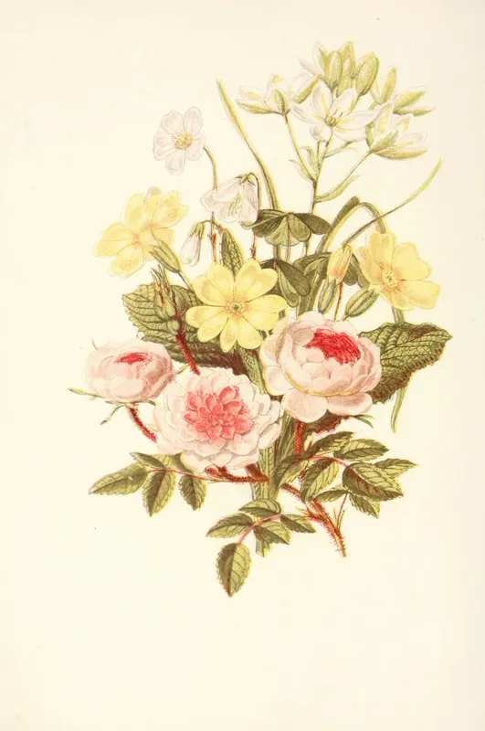 Pompon Rose Star Of Bethlehem Primrose Wood Sorrel Wall Art by Robert Tyas - High-Resolution Digital Print