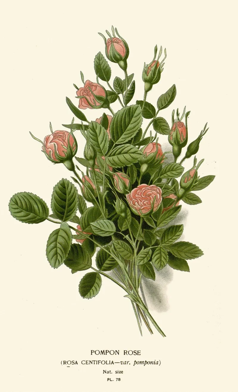 Pompon Rose Wall Art by Edward Step - High-Resolution Digital Print