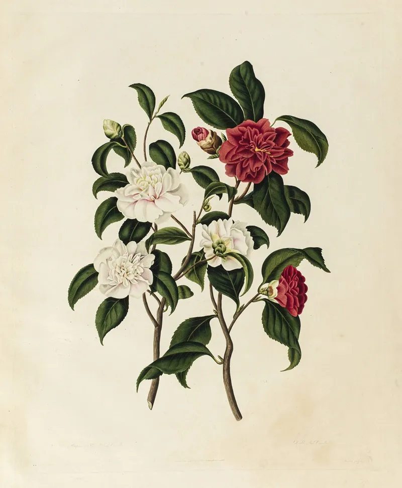 Pompone Or Kew Blush Camellia Double Red Camellia Wall Art by Clara Maria Pope - High-Resolution Digital Print