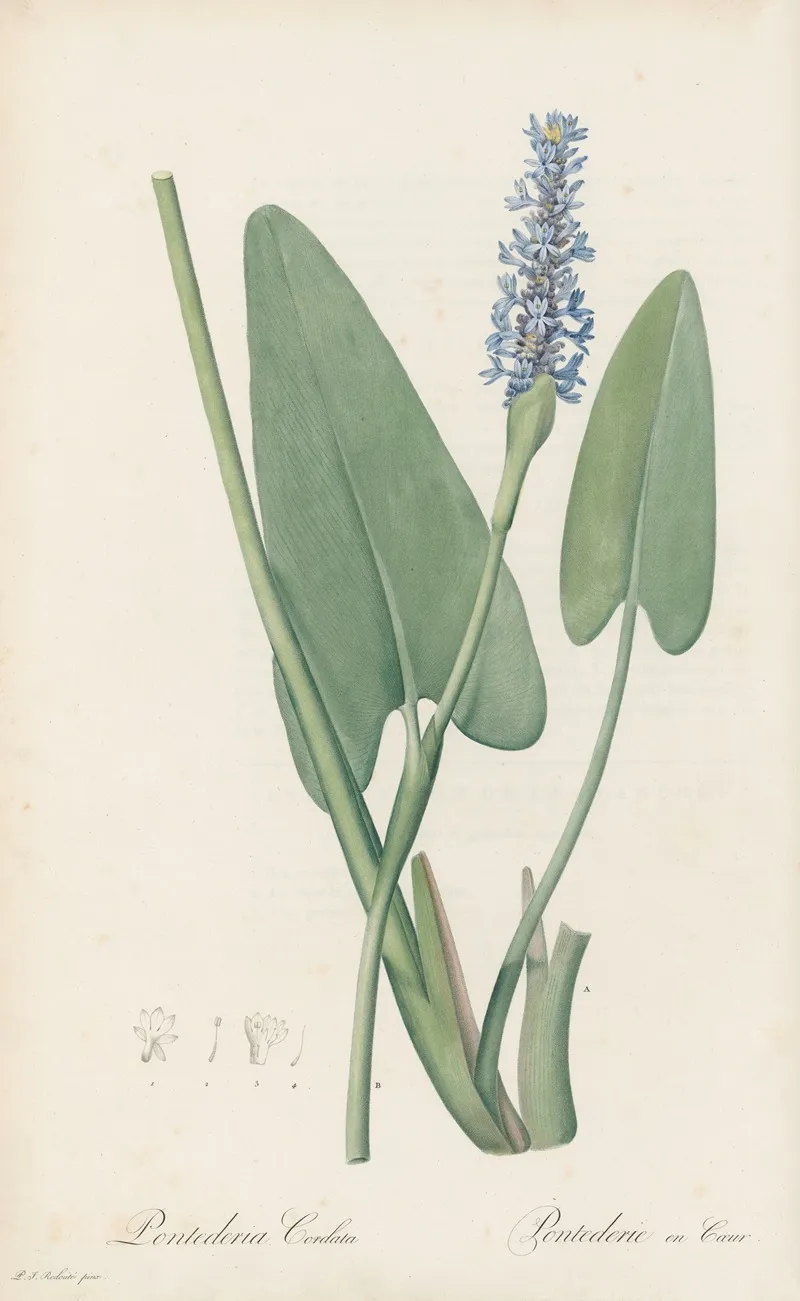 Pontederia Cordata Wall Art by Pierre Joseph Redouté - High-Resolution Digital Print