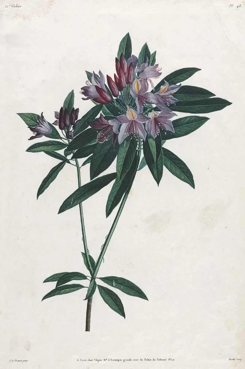 Pontic Rhododendron Wall Art by Jean Louis Prévost - High-Resolution Digital Print