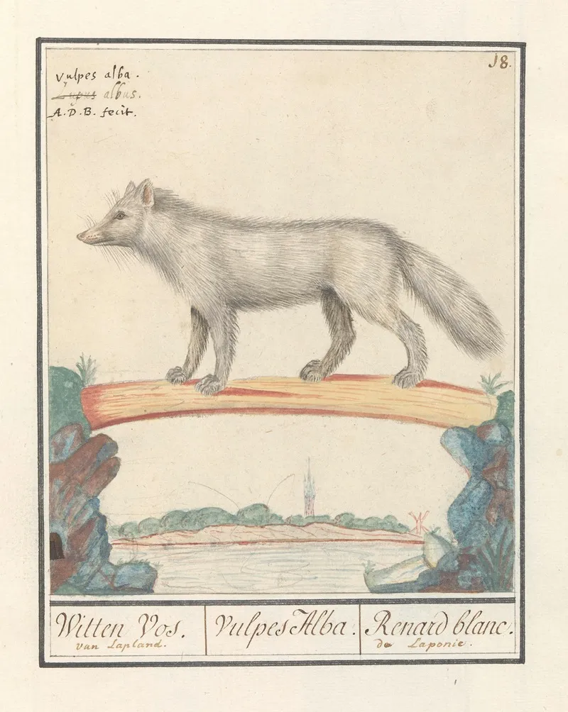 Poolvos Vulpes Lagopus Witten Vos Vulpes Alba Renard Blanc De Laponie Wall Art by Anselmus Boëtius de Boodt - High-Resolution Digital Print