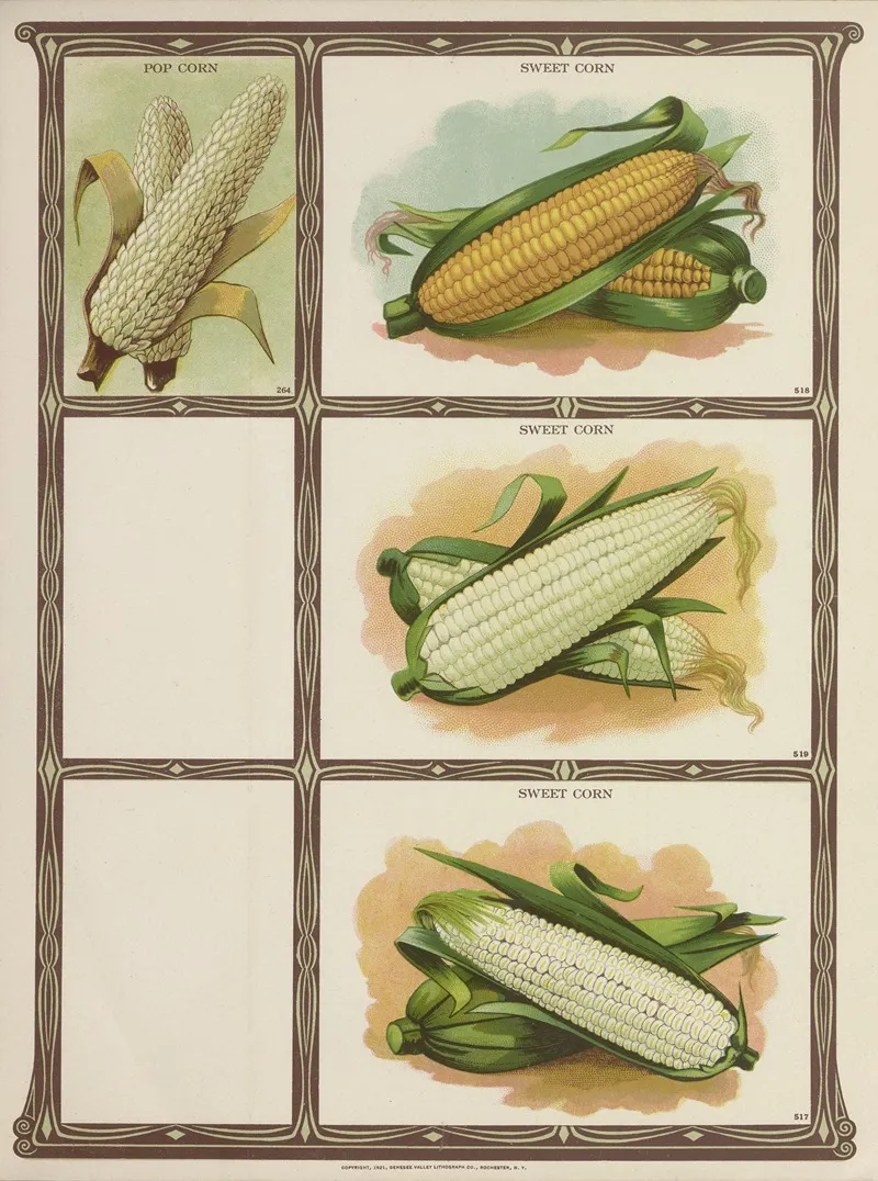 Pop Corn Sweet Corn Wall Art by Genesee Valley Lithograph Co. - High-Resolution Digital Print