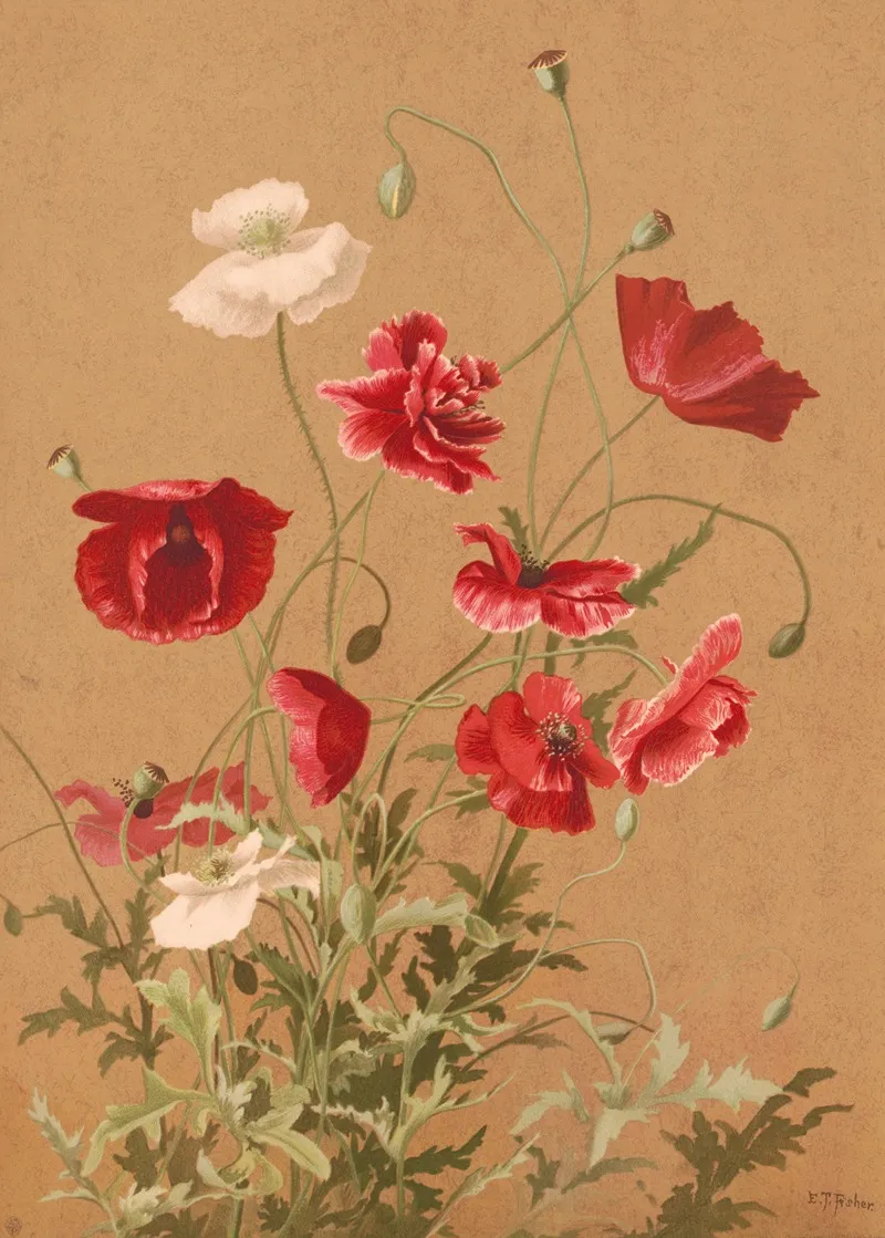 Poppies 8 Wall Art by Ellen Fisher - High-Resolution Digital Print