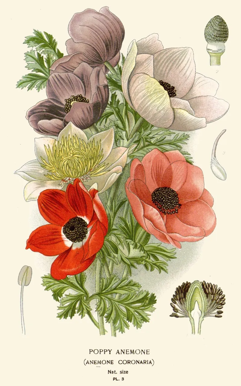 Poppy Anemone Wall Art by Edward Step - High-Resolution Digital Print