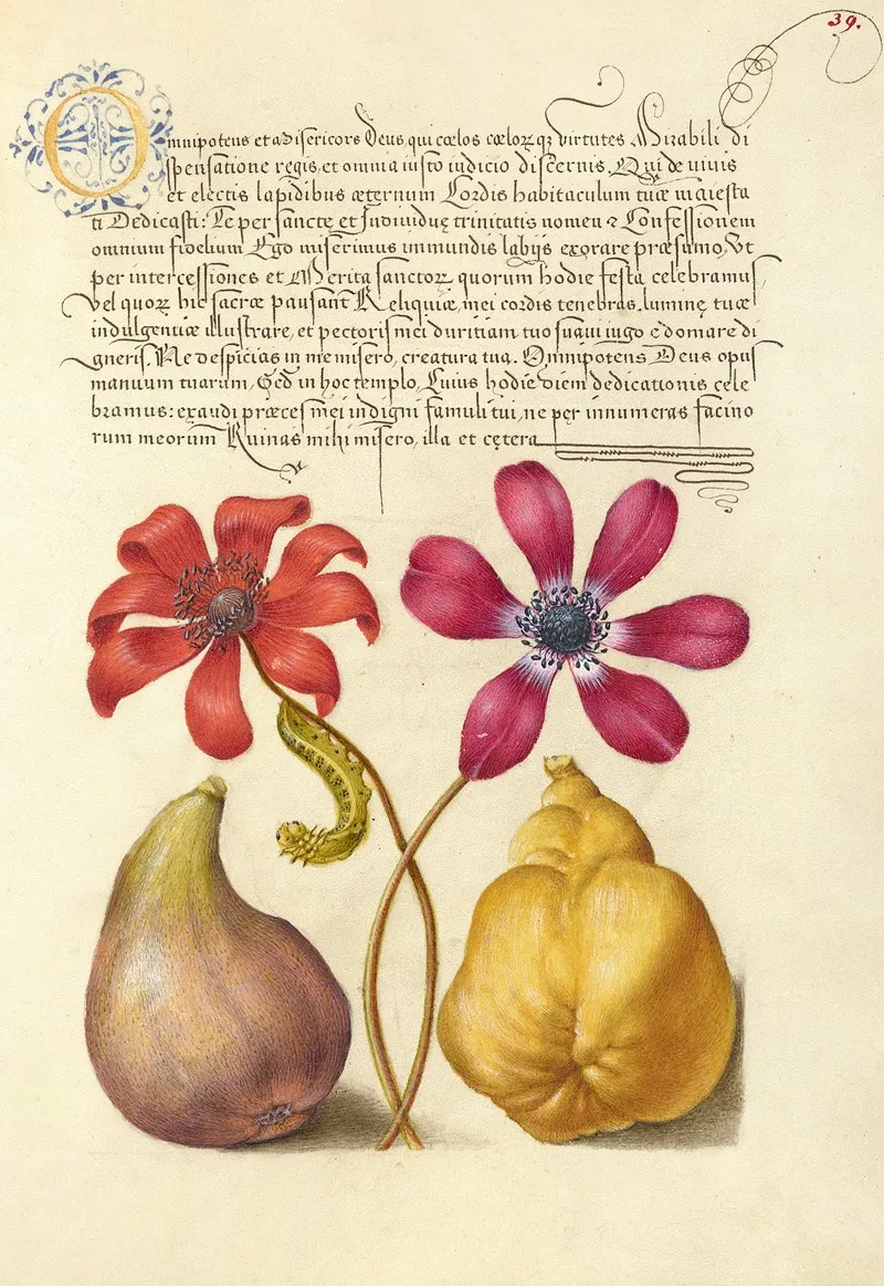 Poppy Anemones Caterpillar Fig And Quince