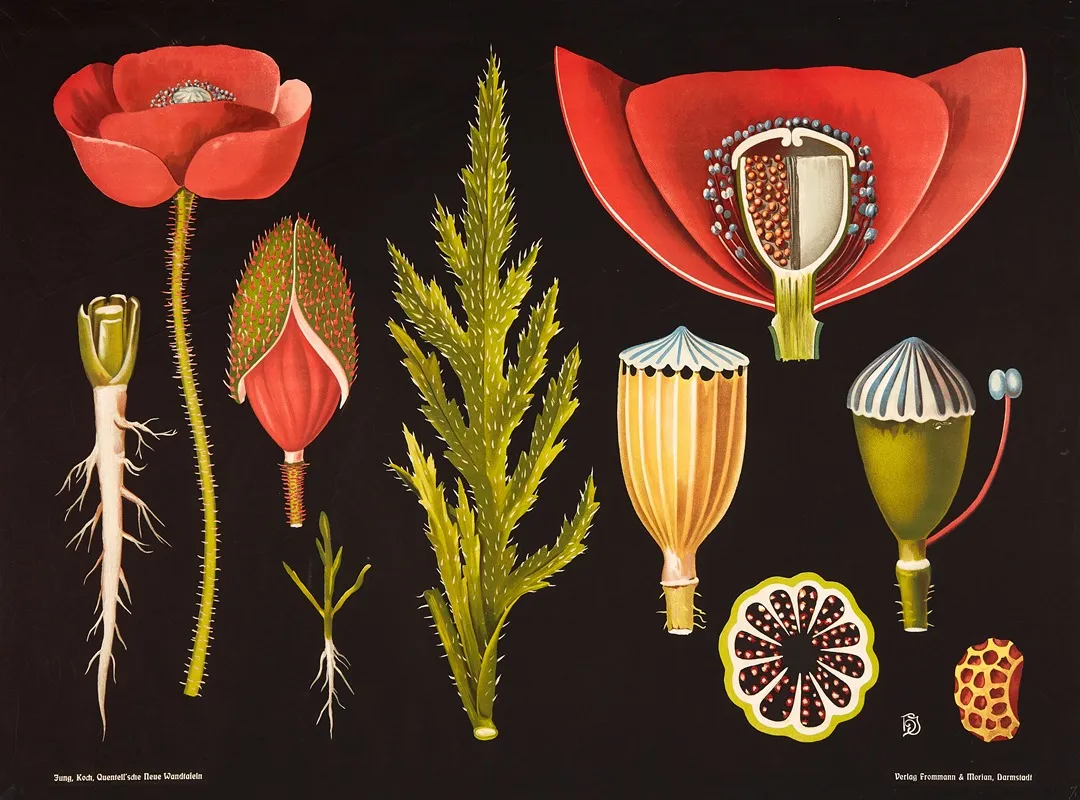 Poppy Papaver Rhoeas Wall Art by Gottlieb von Koch - High-Resolution Digital Print