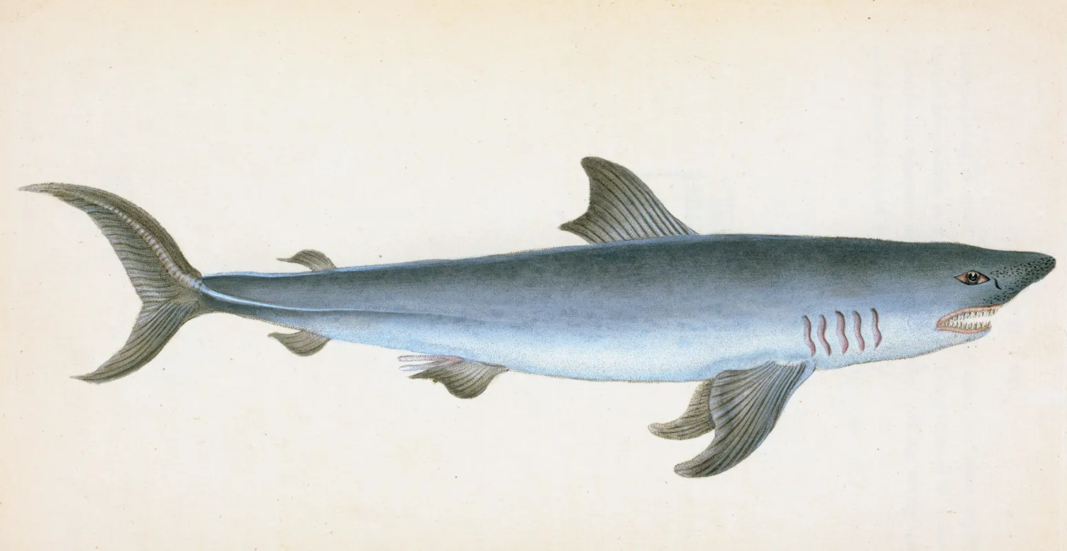 Porbeagle Shark Squalus Cornubicus Wall Art by Edward Donovan - High-Resolution Digital Print