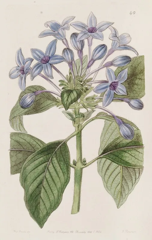 Porcelain Blue Hindsia Wall Art by Sydenham Edwards - High-Resolution Digital Print