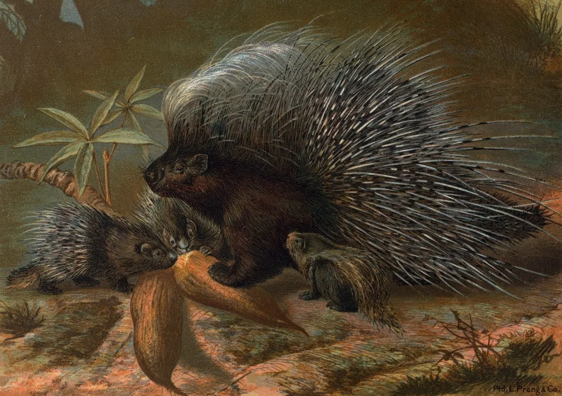 Porcupine 2 Wall Art by John George Wood - High-Resolution Digital Print
