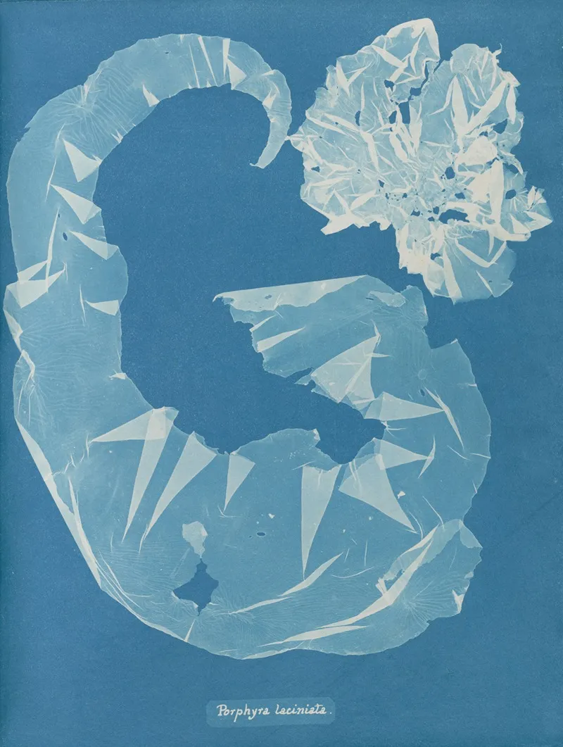 Porphyra Laciniata Wall Art by Anna Atkins - High-Resolution Digital Print