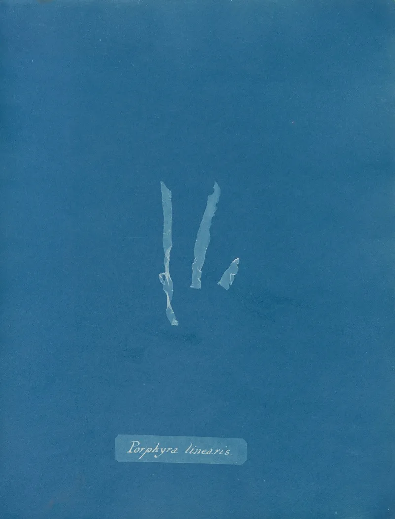 Porphyra Linearis Wall Art by Anna Atkins - High-Resolution Digital Print