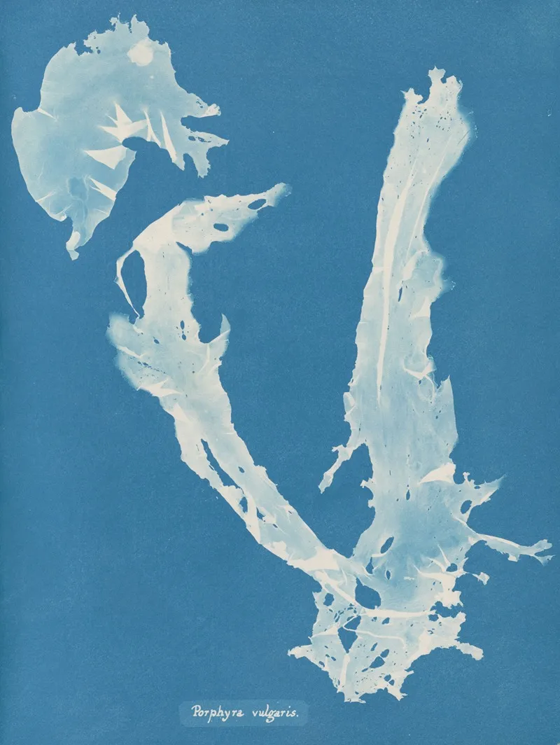 Porphyra Vulgaris Wall Art by Anna Atkins - High-Resolution Digital Print
